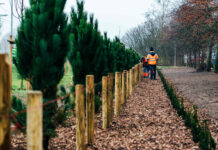 Pierwsze drzewa na terenie nowego parku na Naramowicach