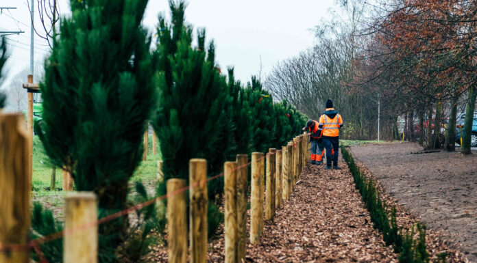 Pierwsze drzewa na terenie nowego parku na Naramowicach